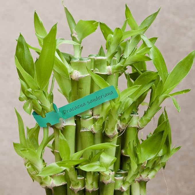 Foraineam 1000 PCS Plant Labels 5 Colors Wrap Around Hanging Tree Tags, Adjustable Plant Tags Markers Waterproof Nursery Garden Labels