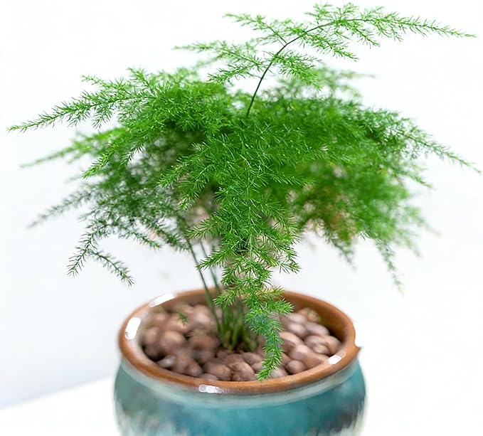 25+ Asparagus Plumosus Nanus Seeds for Planting, Heirloom Asparagus Fern Seeds, Dwarf Lace Fern Seeds, Delicate Foliage Houseplant, Air Purifying Indoor Plant, Perfect for Office Desk & Home Decor