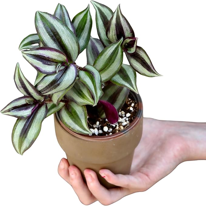 PLANTVERS Live Silver Jew in 3" Nursery Pot - Low Maintenance Houseplants - Low Light Office Plant - Air Purifier Indoor Plant