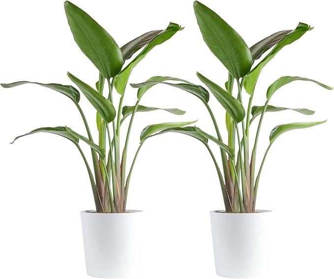 Costa Farms White Bird of Paradise Plant (2-Pack), Live Indoor Plants Houseplants in Indoors Planter Pots, Soil, Housewarming Gift, Living Room, Office, and Home Decor, 2-3 Feet Tall