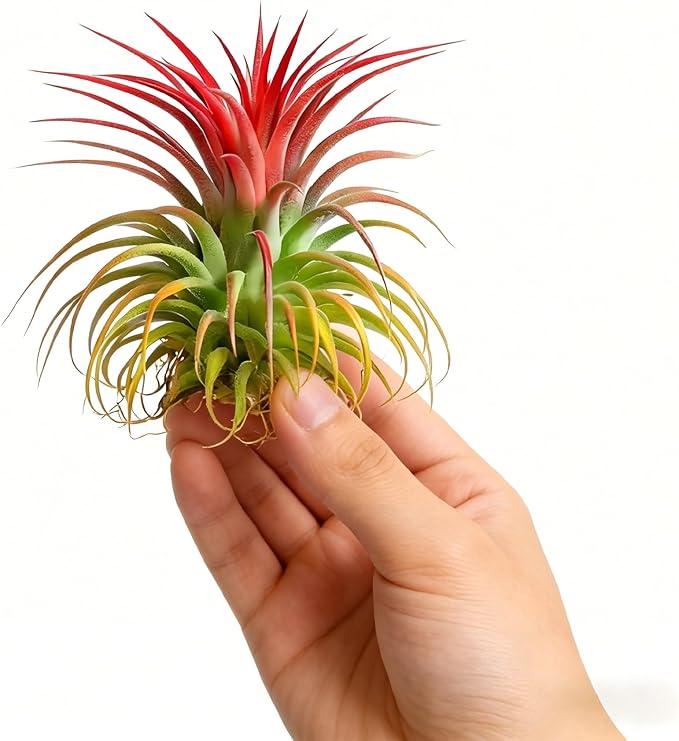 Live Tillandsia Air Plant Ionantha stricta Easy Care Air Plants Live, Houseplants for Indoor & Outdoor Home Garden Décor, Wall & Terrarium Display