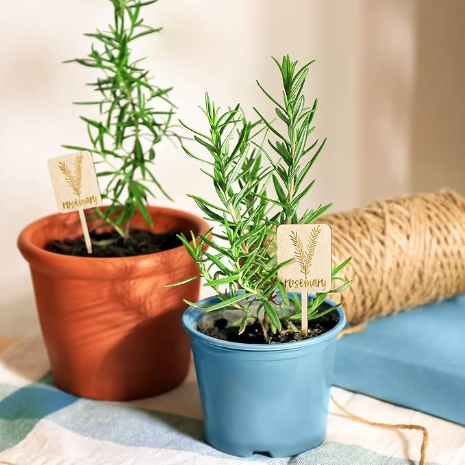 Whaline 24Pcs Wooden Plant Label Signs Planted Herb Garden Markers Plant Stake Tags with Herb Names for Indoor Outdoor Nursery Garden Decoration, 12 Styles