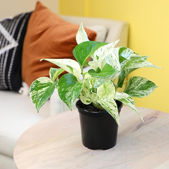 Altman Plants Deluxe Houseplants (3 Pack), Assorted Popular Live Indoor Plant Varieties, Easy Plant Care, 4.25 in Pots