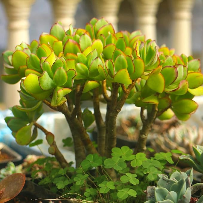 Sprout N Green Ripple Jade - Crassula Arborescens Undulatifolia, Rare Cute Succulent Plant Fully Rooted in 2" Pot
