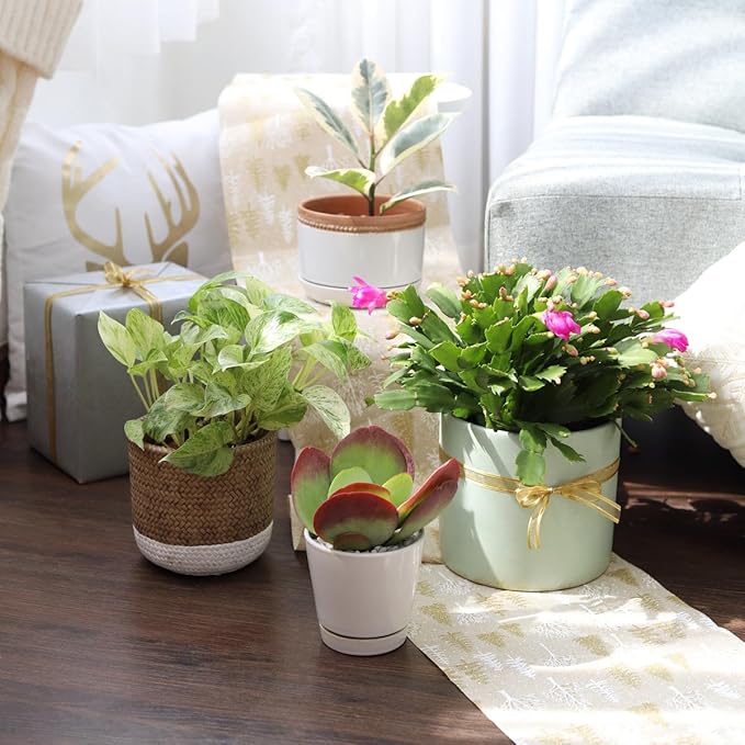 Pothos 'Marble Queen' (6 inch) - Air-Purifying Houseplants - 4/6 inch Unique Live Decorative Houseplants - Low-Maintenance Indoor Plants, House Warming Gift, Natural Air Purifier
