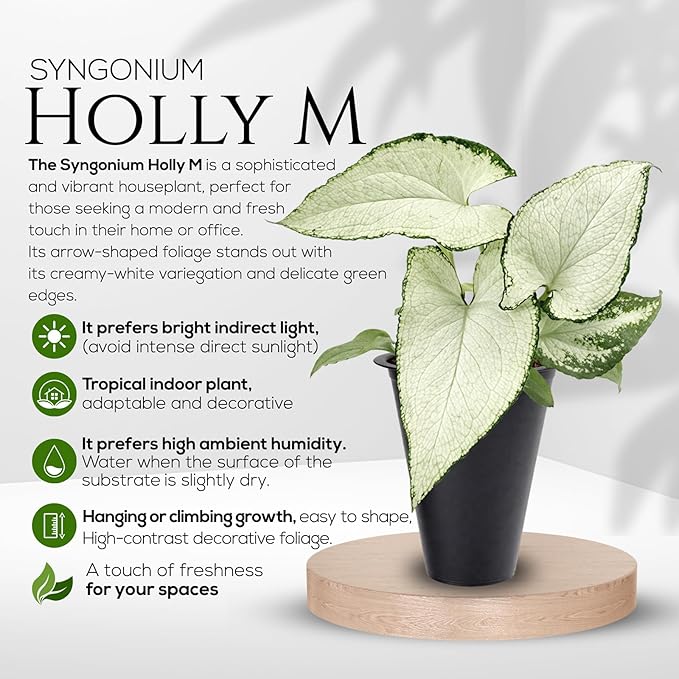 Syngonium Holly M (4 Pack) Live Starter Plants, Variegated Arrowhead Vine Houseplants, Easy Care Indoor Tropical Plants Live, Decorative Foliage Plants