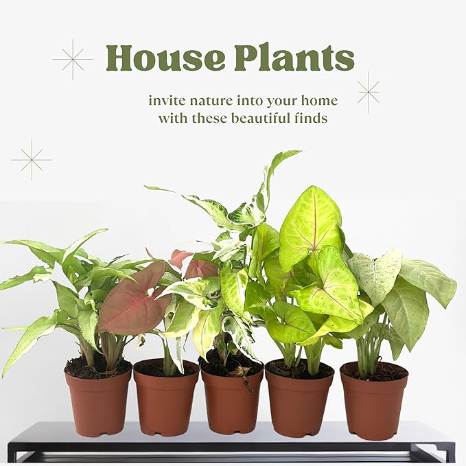 Syngonium Live Plant Assorted Starter Pack in 2" Pot - Easy to Grow Air Purifying Indoor House Plants Flowers for Home Office Wedding Decor & Birthday Gift (3) (Heat Pack Included)