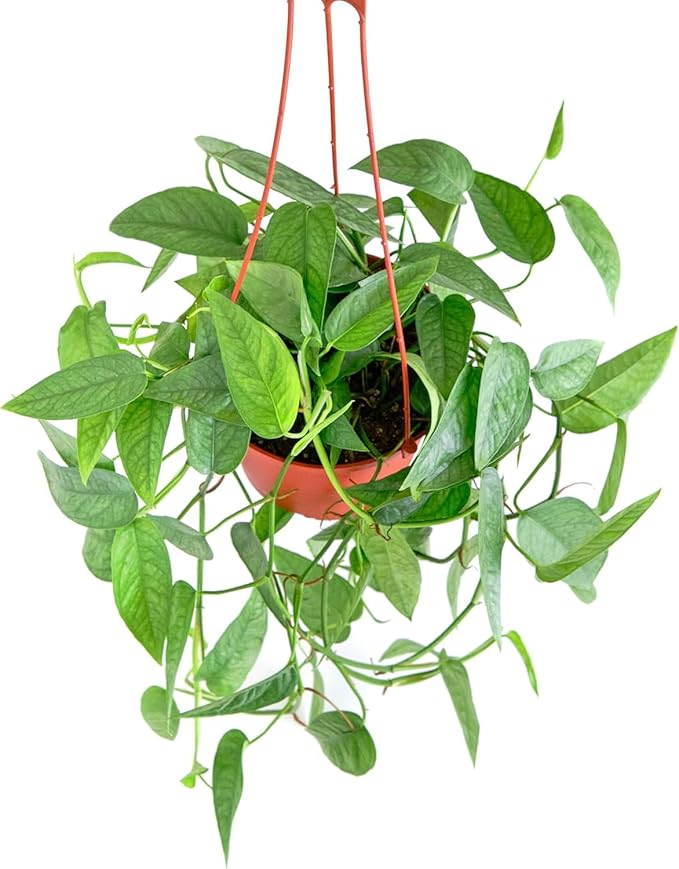 Shop Succulents Epipremnum Pinnatum Cebu Blue Hanging Plant, Live Indoor Plant, Easy Care Hanging Ivy Houseplant in Nursery Pot, Air Purifying Plant in Soil, Housewarming, Home Décor, Hanger Included