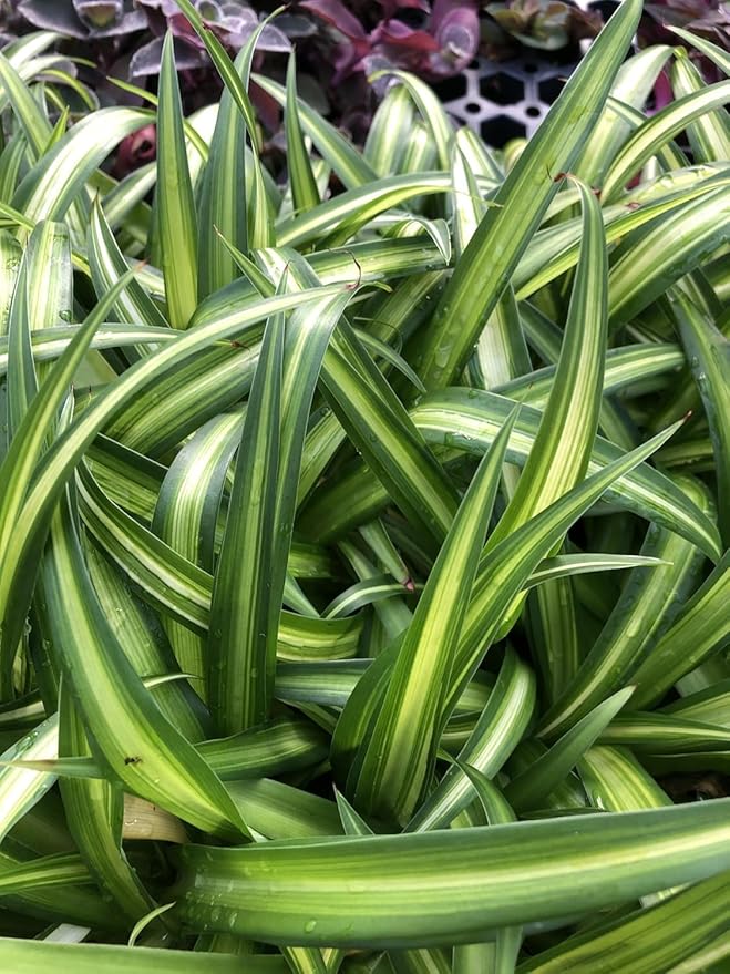 Hawaiian 2 Pack Live Spider Plants - Starter for Home & Office Decor - Air Purifying Rare Houseplants with White & Green Striped Foliage - Easy to Grow Indoor & Garden Plant (Pack of 1)