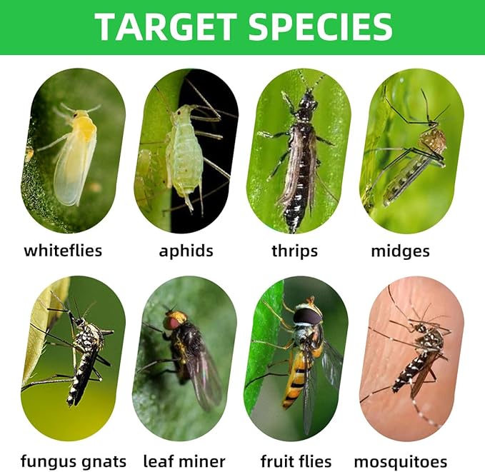 36 Pcs Sticky Traps for Fungus Gnat (Plants), Fruit Fly, Whitefly, and Fly, Yellow Sticky Insect Catcher Traps for Indoor/Outdoor, Kitchen, and Plants, High-End Glue, Non-Toxic (36 Pcs Yellow)