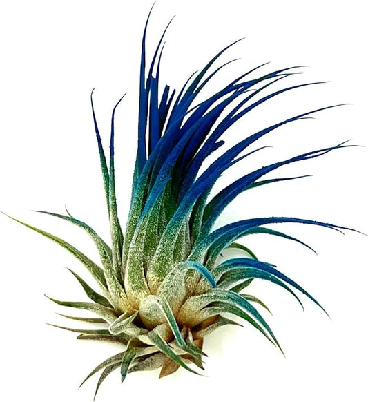 ragnaroc Air Plants - Tillandsia Ionantha, Regular 2-3" - 1ct - Organically Enhanced Color - Live Arrival Guaranteed - House Plants for Home Decor & Gift, Ocean