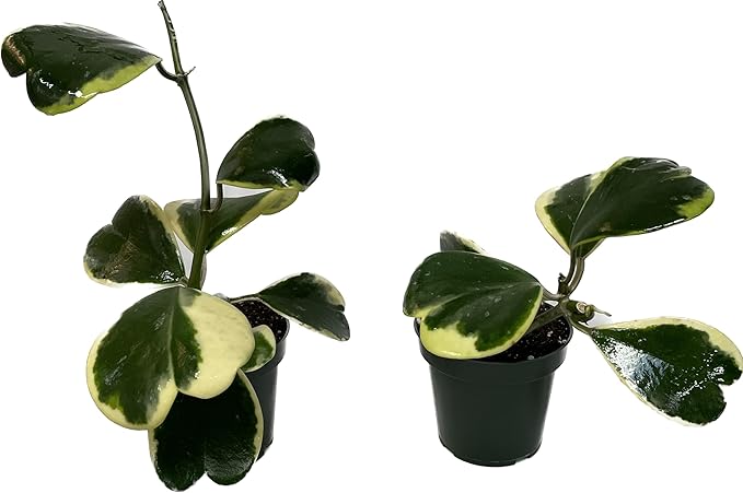 Variegated Hoya Kerrii - Hoya Plants Live Houseplant - Live Hoya Plant - Outer Variegated Hoya Kerrii - Plant Gift - Air Purifying Plant (7-9 Leaves Plant, 4" Pot)