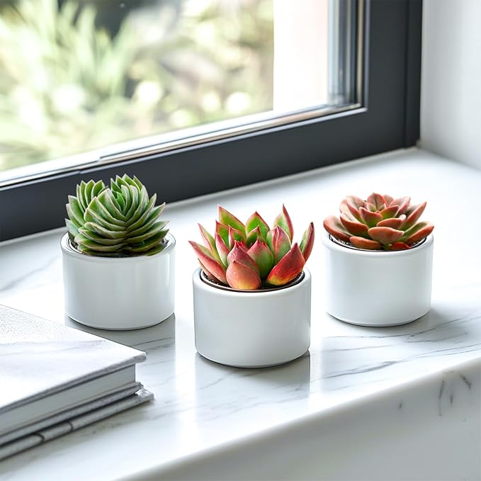 Live Succulent Echeveria Agavoides Horse, 2 Inch Fully Rooted Potted Plant, Easy Care & Drought Tolerant, Indoor Houseplant for Home Decor