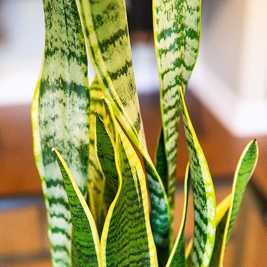 Perfect Plants Liquid Snake Plant Fertilizer | 8oz. of Premium Concentrated Sansevieria Food | Use with Mother-in-Laws Tongue and Other Varieties