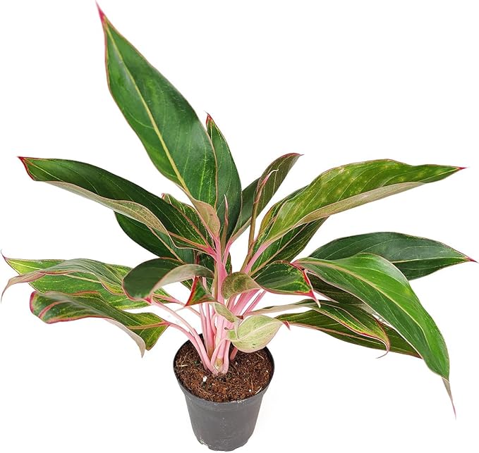 Chinese Evergreen 'Red Siam' (4 inch) - Air-Purifying Houseplants - 4/6 inch Unique Live Decorative Houseplants - Low-Maintenance Indoor Plants, House Warming Gift, Natural Air Purifier