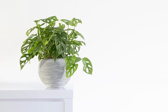 Shop Succulents Monstera Adansonii Trailing Plant, Live Indoor Plant, Easy Care Swiss Cheese Houseplant in Nursery Pot, Air Purifying Plant in Soil, Housewarming, Home Décor, 6" Pot