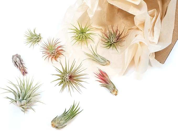 Air Plant Shop 12 Pack Assorted Ionantha Air Plants - Wholesale and Bulk - Succulents - Live Tillandsia - Easy Care Indoor and Outdoor House Plants
