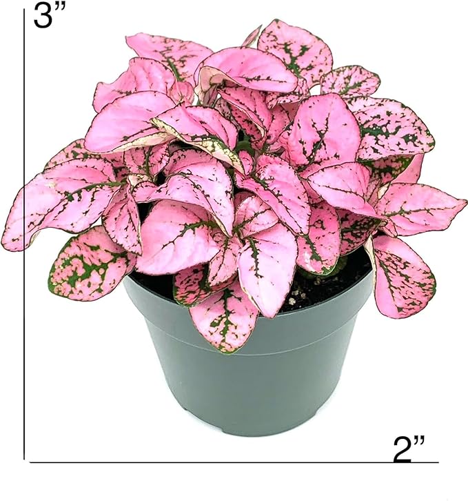 Hypoestes Splash Color Trio (Red, White, Pink Colors), Polka Dot Flamingo Plants, Live Potted House Plants Air Purifying, 3 Pack 2" Pots