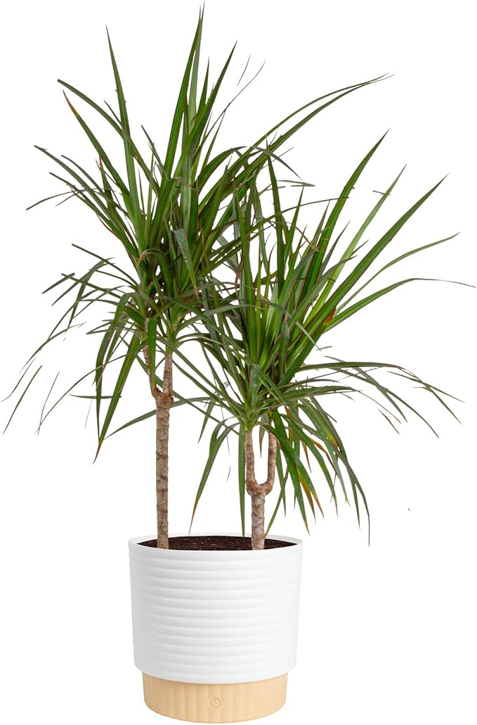 Costa Farms Dracaena Marginata Magenta Madagascar Dragon Tree, Live Indoor Plant, Easy to Grow Houseplant Potted in Decor Planter Pot, Living Room Home and Office Decor, 3-4 Feet Tall