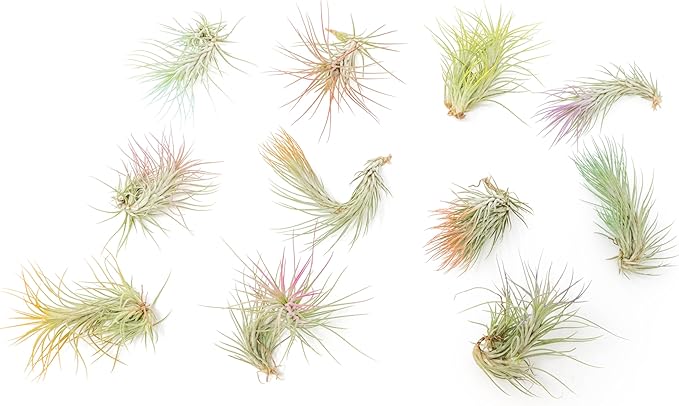 Fuchsia Colorful Tillandsia Air Plants - Long Lasting Color Enhanced Live Tillandsia Succulent House Plants - Home and Garden Decor - Easy Care Indoor/Outdoor Plants (Funckiana, Single)