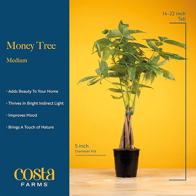 Costa Farms Money Tree Live Indoor Plant with Heart Decoration, Pet Friendly Braided Bonsai Style Pachira Aquatica in Decorative Pot, Easy Care Air Purifier, Gift for Home or Office, 12-16 Inches Tall