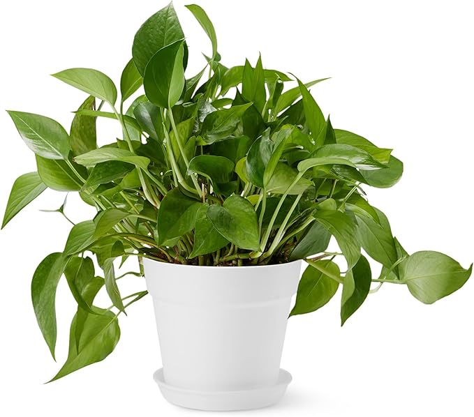 Amazon Basics Plant Pot with Saucer, 8 inch, White, 1-Pack