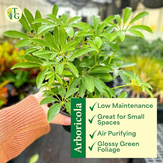 Thorsen's Greenhouse Live Arboricola Umbrella Tree Plant, Schefflera Arboricola, Natural Air Purifier, Easy to Grow, Live Indoor Houseplant, 4-inch Diameter (Copper)