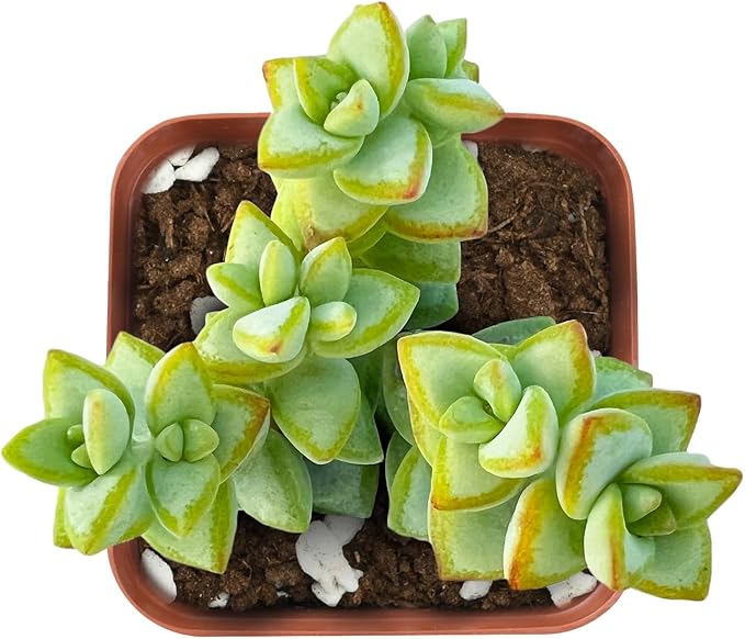 Live Succulent Bead Vine, 2 Inch Fully Rooted Potted Plant, Easy Care & Drought Tolerant, Indoor Houseplant for Home Decor