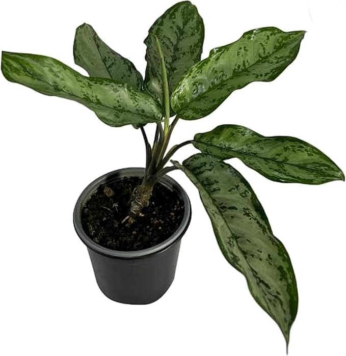 LEAL PLANTS ECUADOR Aglaonema Silver| Stunning Chinese Evergreen Houseplants |Low-Light Indoor Décor | Easy Care Air-Purifying Plants |Perfect for Home & Office Spaces