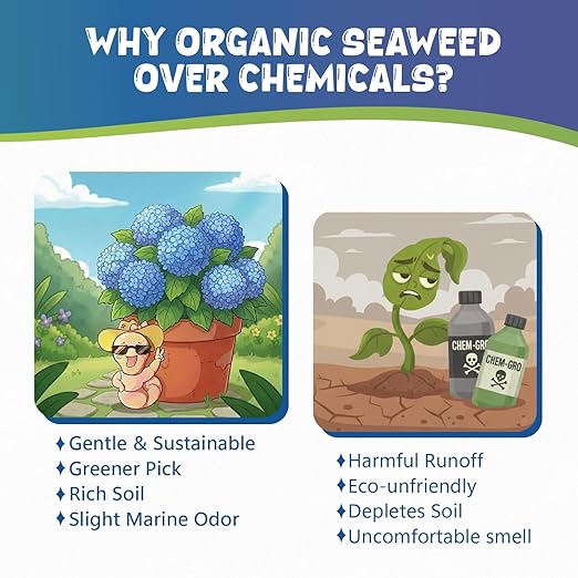 Organic Hydrangea Fertilizer, OMRI Listed Liquid Seaweed Extract Plant Food, 2oz Concentrated Kelp Meal Nutrient Boost for Blooming Vibrant Growth