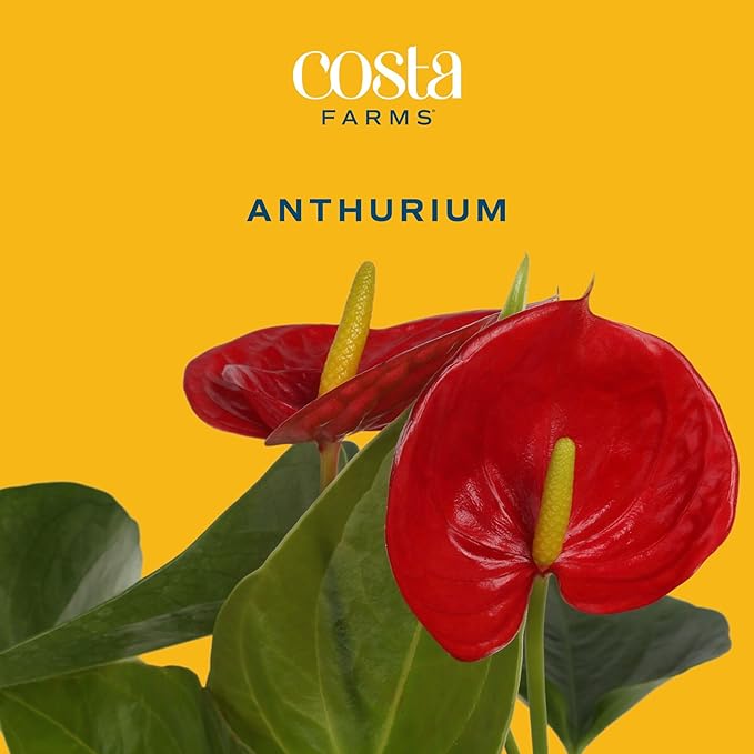 Costa Farms Live Anthurium Indoor Houseplant, Flamingo Flower with Heart-Shaped Red Blooms, 10-14 Inches Tall in Decorative Pot with Decoration, Air Purifier for Home or Office Decor, Gift for Her