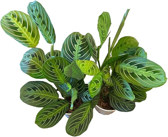 Live Plant,2Lemon Lime Maranta Prayer Plant, Pet Friendly, Air Purifying Plant, Easy Care, EasytoGrow Live Indoor Plant, Houseplant, Rare Indoor Plant, Home Décor 4 inch Pot by Hopewind Plants Shop