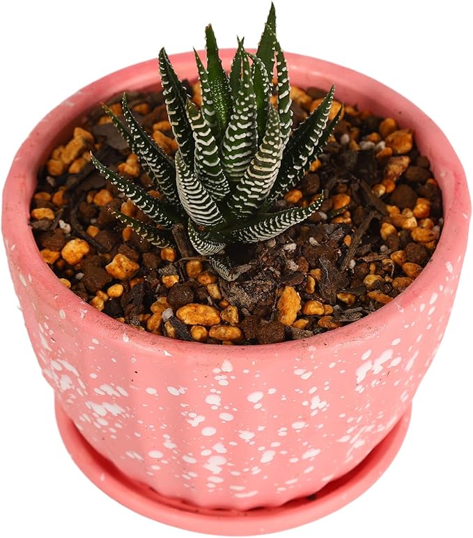 Japanese Cactus, Succulent & Aloe Vera Potting Soil Mix - 6L Peat-Free