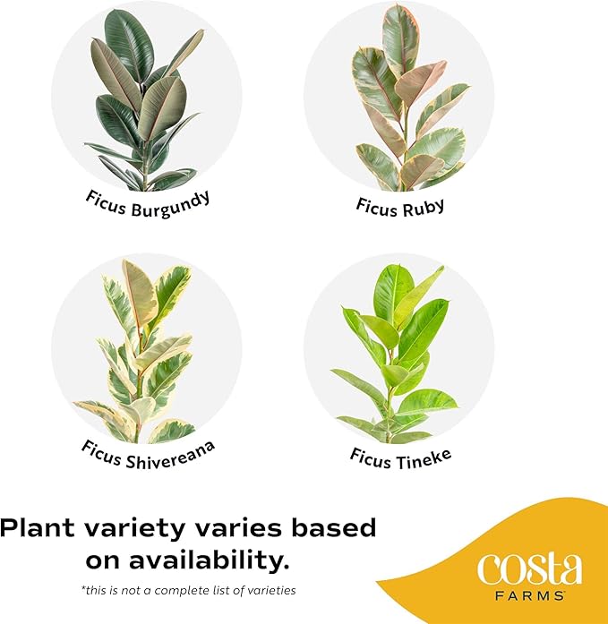 Costa Farms Ficus Tree Assorted Live Plant in Decorative Pot, Large Indoor Houseplant, Perfect for Home, Room, or Office Decor, Great House Warming or Birthday Gift, 3-4 Feet Tall