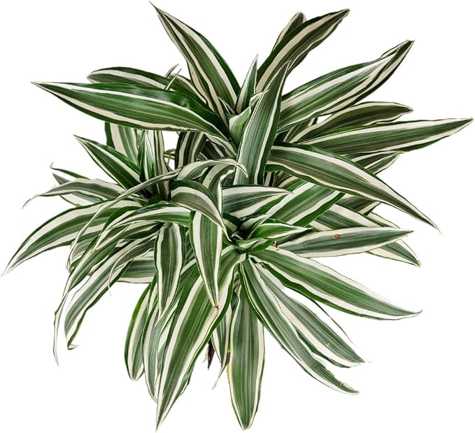Dracaena 'Warneckii White Jewel' (6 inch) - Air-Purifying Houseplants - 4/6 inch Unique Live Decorative Houseplants - Low-Maintenance Indoor Plants, House Warming Gift, Natural Air Purifier