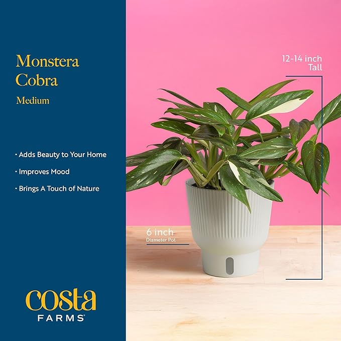 Costa Farms Monstera Cobra Live Plant, Rare Unique Live Indoor House Plant in 6-Inch Self-Watering Houseplant Pot, Potting Soil, Trending Tropicals Plants, Room and Home Decor