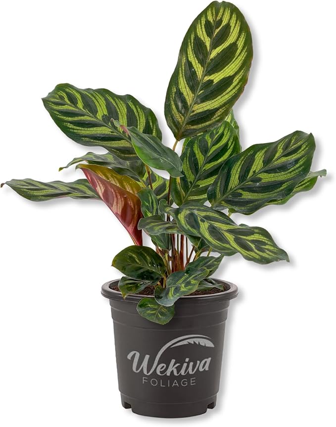 Peacock Plant - 10 Live Plants in 4 Inch Pots - Calathea Makoyana- Beautiful Easy to Grow Air Purifying Indoor Plant