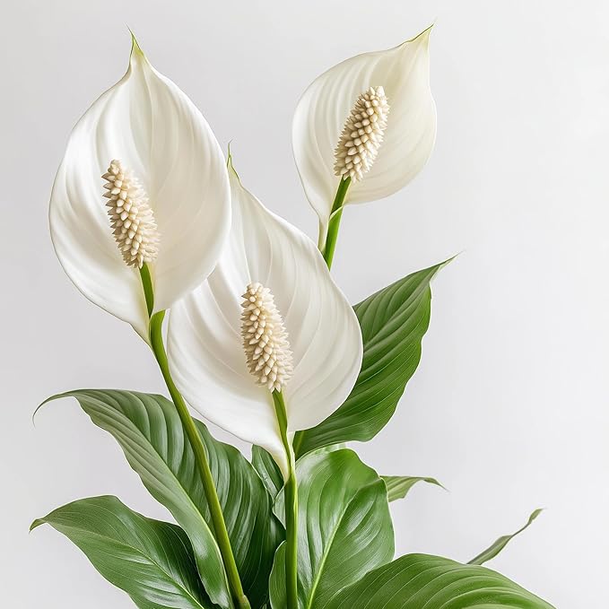 Spathiphyllum 'Peace Lily' Live Plant - Peace Lily Plant Live Houseplant- Indoor Air Purifier - Low Maintenance Flowering Indoor Plant - CA Seller (Small Plant, 4" Pot, NOT Flowering Currently)