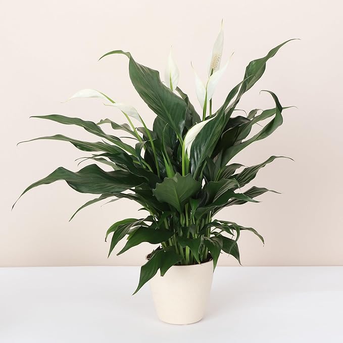 Thorsen's Greenhouse Live Peace Lily Plant, Spathyphylum, Low Light, Natural Air Purifier Live Indoor Plant, 4" Diameter Pot (Natural, 4-inch Pot)