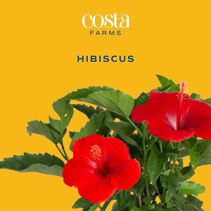 Costa Farms Live Braided Hibiscus Tropical Tree (2-Pack), 20-Inches Tall, Red/Assorted Flowering Outdoor Plants in Easy Grower Pots, Perfect for Patio, Deck, or Garden Decor