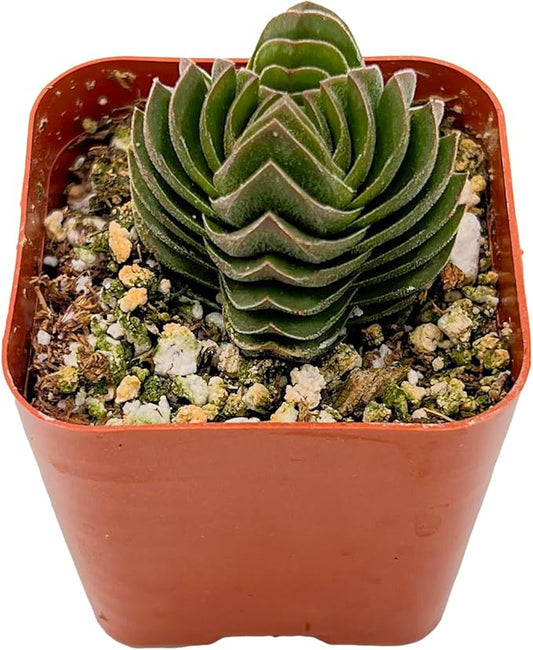 Sprout N Green Crassula cv. Buddha's Temple, Live Succulent Fully Rooted in 2" Pot with Soil Mix, Houseplant for Indoor Outdoor Home Office Wedding Decoration Party Favor, Pet Friendly, Easy to Care