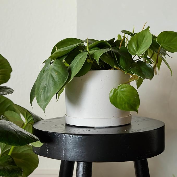 Bloem Mathers 8" Vanilla Bean Round Modern Resin Garden Planter Pot with Drainage Holes and Removable Saucer Tray Included