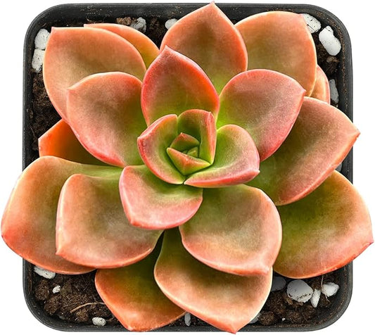 Sprout N Green Echeveria Melaco, Live Mini Succulent Plant Fully Rooted in 2" Pot, House Plant for Indoor Outdoor Home Office Wedding Decor DIY Project Party Favor, Easy to Care, Pet-Friendly