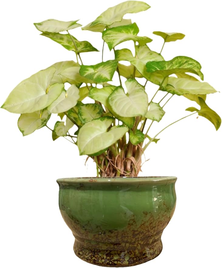 Cute Circular Ceramic Home Garden Decoration Succulent Cactus Flower Pots Container No Tray -Plant Not Included (Green, 4.3 inch)