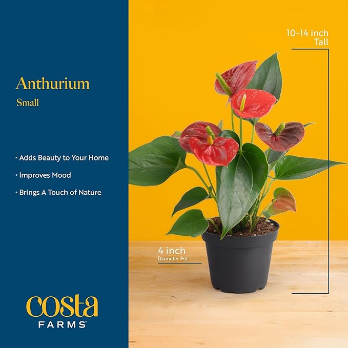Costa Farms Live Anthurium Indoor Houseplant, Flamingo Flower with Heart-Shaped Red Blooms, 10-14 Inches Tall in Decorative Pot with Decoration, Air Purifier for Home or Office Decor, Gift for Her