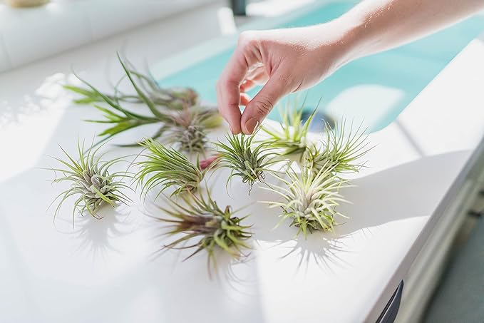 Large White Ceramic Hanging Pod with Two Assorted Air Plants - Live Tillandsia in Plant Holder - Wholesale and Bulk - Home and Garden Decor - Easy Care Indoor and Outdoor Plants South America