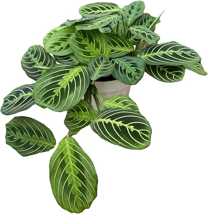 Live Plant, Lemon Lime Maranta Prayer Plant, Pet Friendly, Air Purifying Plant, Easy Care, Easy to Grow Live Indoor Plant, Houseplant, Rare Indoor Plant, Home Décor 4 inch Pot by Hopewind Plants Shop