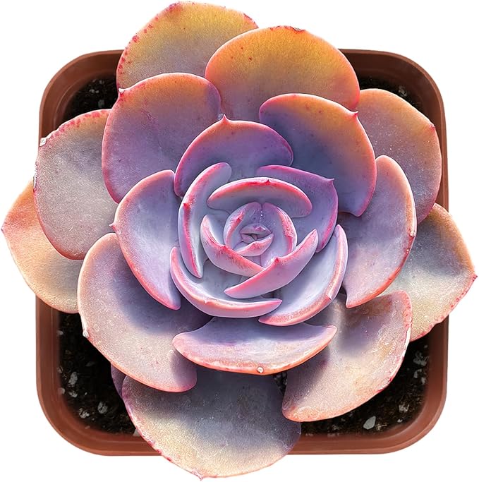 Sprout N Green Echeveria 'Dusty Rose', 1 Live Rare Mini Succulent Plant Fully Rooted in 2" Pot, Real House Plant for Indoor Outdoor Home Office Wedding Decoration Party Favor