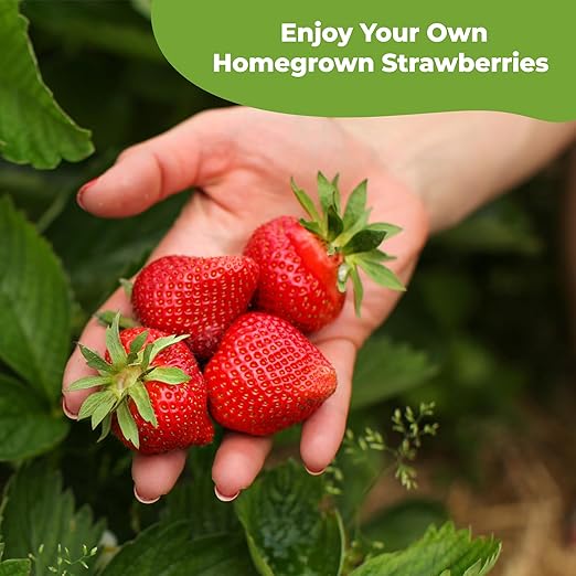 Perfect Plants Organic Strawberry Potting Mix | Organic Premium Mix | Use with Strawberry's, Pineberry's, or Other Fruit Plants (4qt)