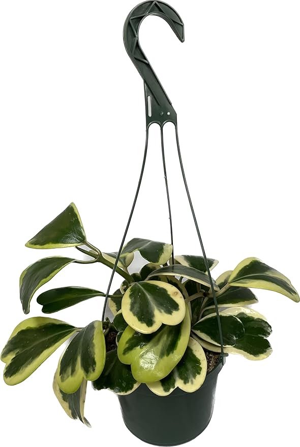 Variegated Hoya Kerrii - Hoya Plants Live Houseplant - Live Hoya Plant - Outer Variegated Hoya Kerrii - Plant Gift - Air Purifying Plan